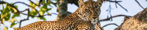 Réserve privée, léopard, Afrique du Sud
