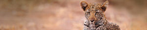 Léopard en safari, réserve privée, Afrique du Sud