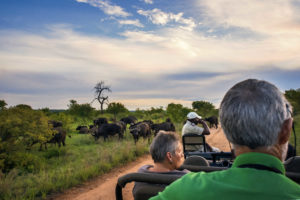 Réserve privée, safari, Afrique du Sud