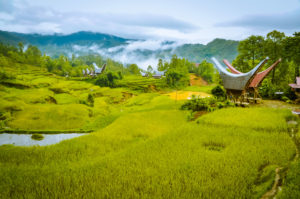 Maisons traditionnelles Tongkonans, Village Palawa, Toraja, Indonésie