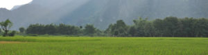 Rizière Vang Vieng, Laos